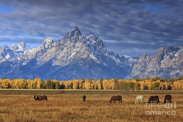 Wyoming Poster featuring the photograph Sunrise Grazing by Mark Kiver