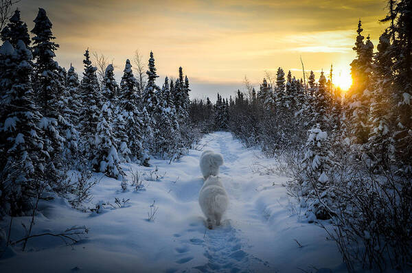 Winter Poster featuring the photograph Sunrise Hike by Valerie Pond