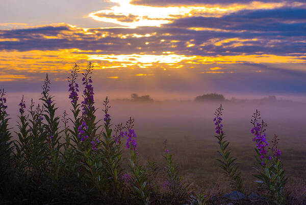 Fireweed Poster featuring the photograph Sunrise in the Tundra by Inge Lindholm