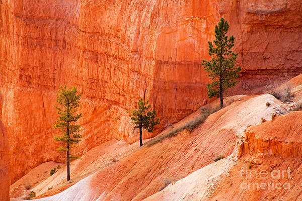 Bryce Canyon Poster featuring the photograph Sunrise Point Bryce Canyon National Park by Fred Stearns