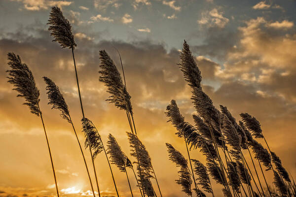 Landscape Poster featuring the photograph Sunrise reeds by Chris Bordeleau