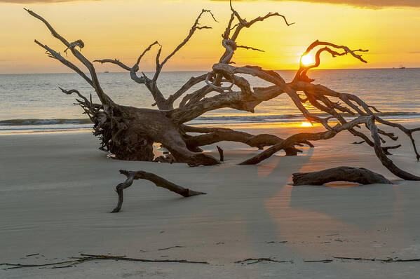 Driftwood Poster featuring the photograph Sunrise Through Driftwood on Jekyll Island GA by Willie Harper
