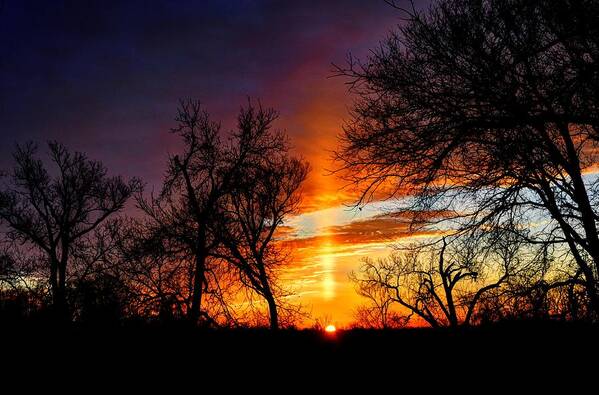 Sunrise Poster featuring the photograph Sunrise Through the Cottonwoods by Jean Hutchison