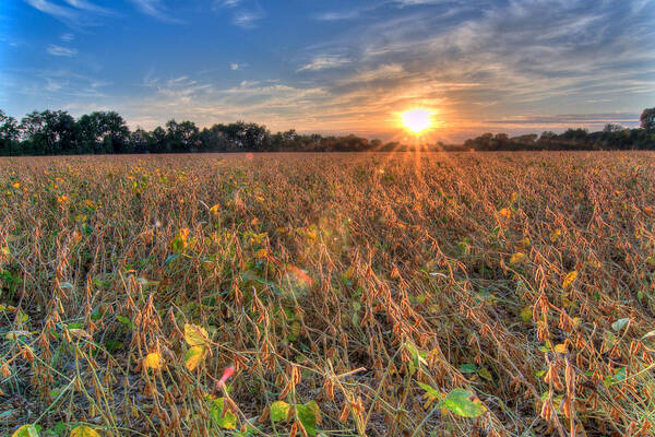 Sunset Poster featuring the photograph Sunset and Soybeans by Steve Stuller