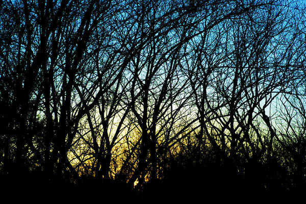 Photograph Poster featuring the photograph Sunset Behind Trees by Larah McElroy