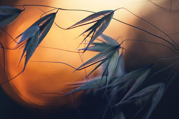 Seeds Poster featuring the photograph Sunset by Dimitar Lazarov -