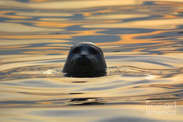 Seal Poster featuring the photograph Sunset Seal by Deanna Cagle