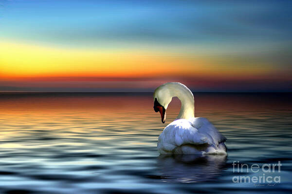 Swan Poster featuring the photograph Sunset Swan by Stephanie Laird