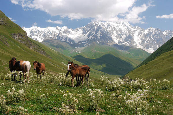 Horse Poster featuring the photograph Svaneti by Ivan Slosar