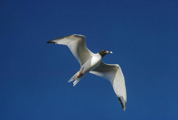 Feb0514 Poster featuring the photograph Swallow-tailed Gull Flying Galapagos by Tui De Roy