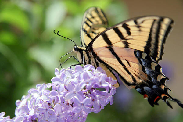 Butterfly Poster featuring the photograph Swallowtail Butterfly on Lilac by Ron Chilston