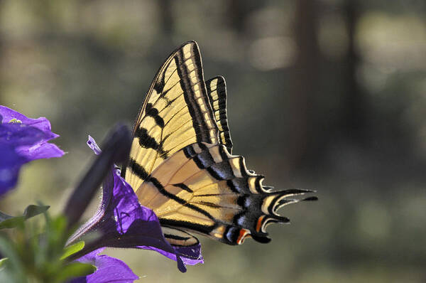 Swallowtail Butterfly Poster featuring the photograph Swallowtail Butterfly by Ron White
