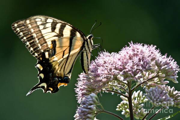 Swallowtail Butterfly Poster featuring the photograph Swallowtail Profile by Cheryl Baxter