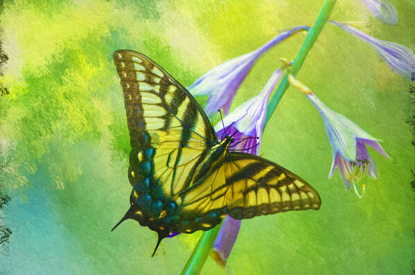 Eastern Tiger Swallowtail Butterfly Poster featuring the photograph Swallowtail Visits Hosta Flowers by Sandi OReilly