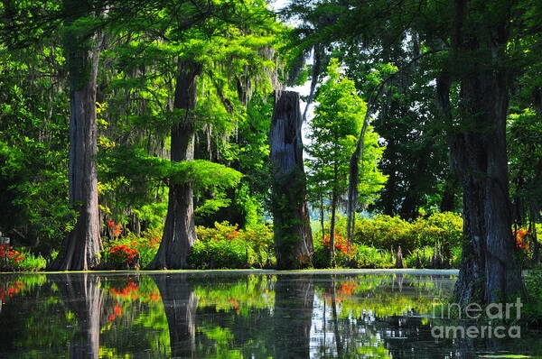 Swamp Poster featuring the photograph Swamp in Bloom by Randy Rogers