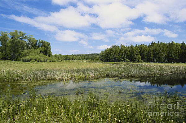 Swamp Poster featuring the photograph Swamp In Wisconsin by David Davis