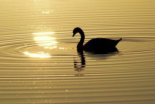 Cygnus Sp. Poster featuring the photograph Swan At Sunset by Dr. John Brackenbury/science Photo Library