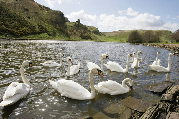 St Anthony's Chapel Poster featuring the photograph Swans by Gustoimages/science Photo Library