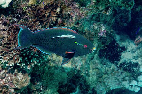 Animal Poster featuring the photograph Swarthy Parrotfish With Cleaner Wrasse by Georgette Douwma
