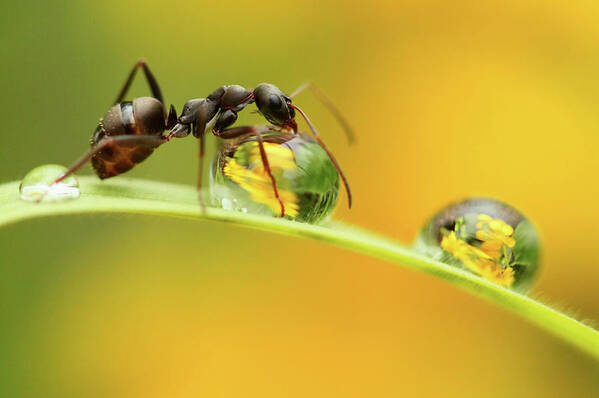 Insect Poster featuring the photograph Sweet Dew by Liangdawei