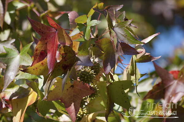 Sweet Gum Poster featuring the photograph Sweet Gum Leaves 20121004_308 by Tina Hopkins