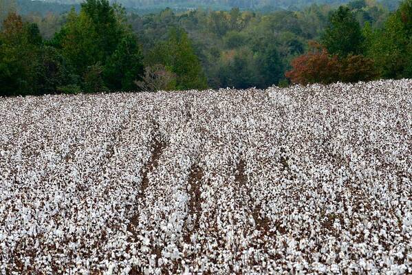 Alabama Cotton Field Poster featuring the photograph Sweet Home Alabama by Linda Mishler