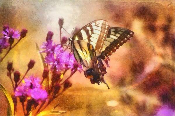 Butterfly Poster featuring the photograph Sweet Treat by Kathy Jennings