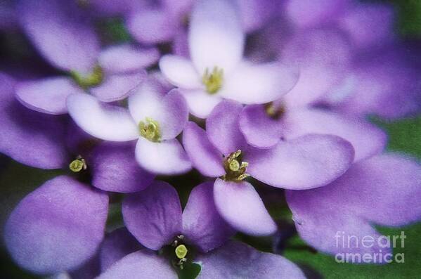 Macro Purple Flowers Poster featuring the photograph Sweet Williams Flowers by Peggy Franz
