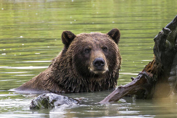 Alaska Poster featuring the photograph Swimming Grizzly by Saya Studios