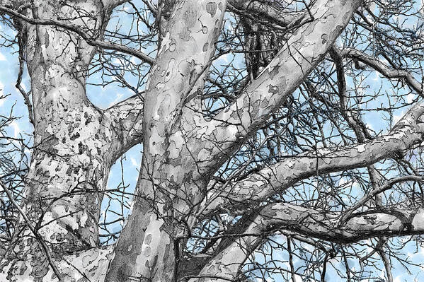 Tree Poster featuring the digital art Sycamore Watercolor by Peter J Sucy