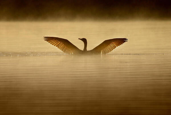 Cormorant Poster featuring the photograph Symmetry by Rob Blair