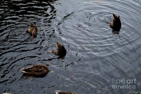 Mallard Poster featuring the photograph Synchronised Swimming Team by Scott Lyons