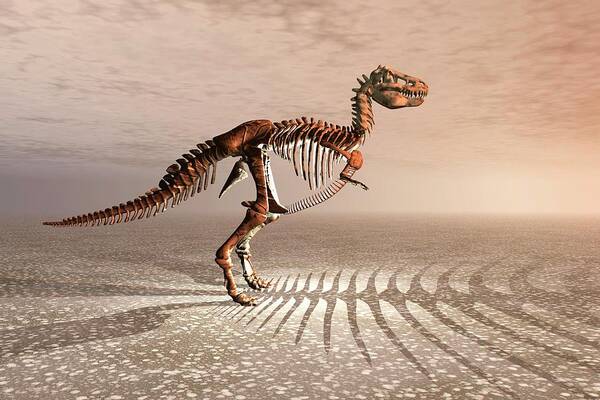 Art Poster featuring the photograph T. Rex Dinosaur Skeleton by Carol & Mike Werner