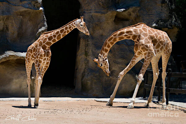 Giraffes Poster featuring the photograph Take a Bow. by Geoff Childs