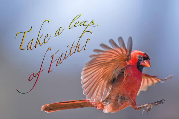 Cardinal Poster featuring the photograph Take a Leap of Faith by Bonnie Barry