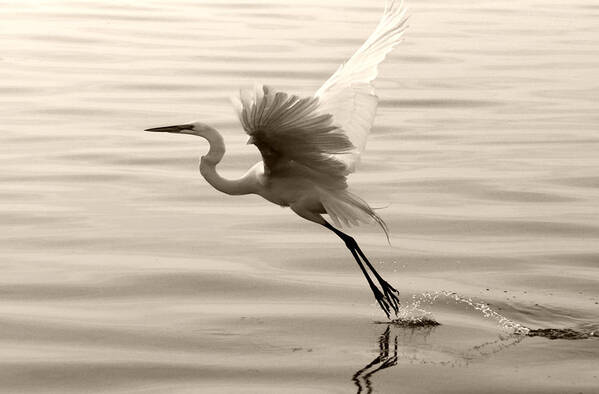 Egret Poster featuring the photograph Taking Flight by Daniel Woodrum