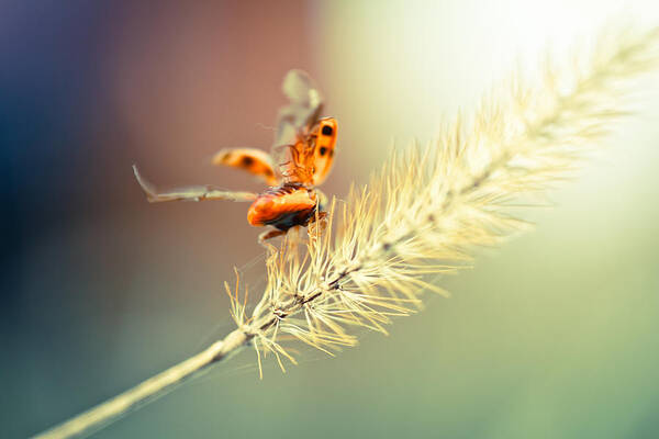 Ladybug Poster featuring the photograph Taking Flight by Shane Holsclaw