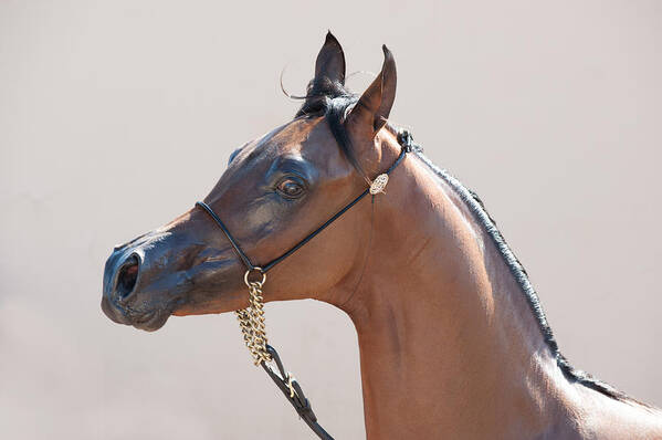 Arabian Horse Poster featuring the photograph Tan Beauty by Paul Johnson