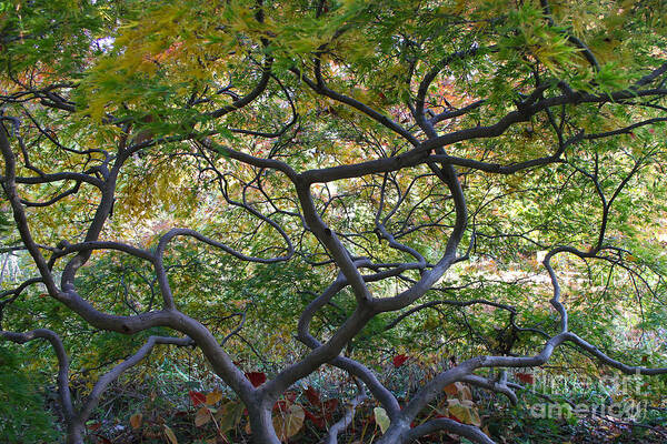 Landscape Poster featuring the photograph Tangled Web by Geri Glavis