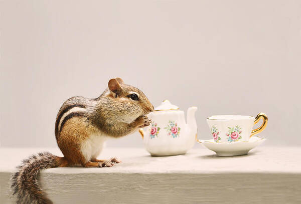 Chipmunks Poster featuring the photograph Tea Party with Chipmunk by Peggy Collins