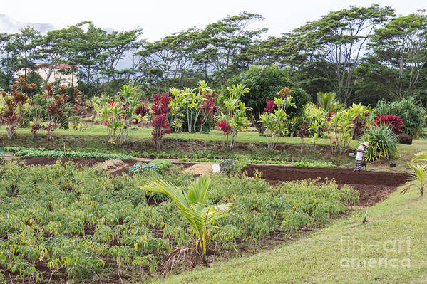 Kilohana Plantation Poster featuring the photograph Tending The Land by Suzanne Luft