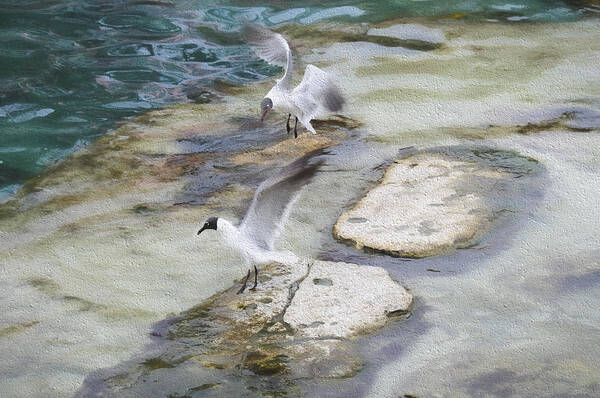 White Poster featuring the photograph Tern on the Shore by Jody Lovejoy