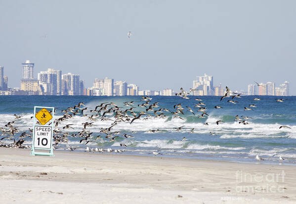 Birds Poster featuring the photograph Terns On The Move by Deborah Benoit