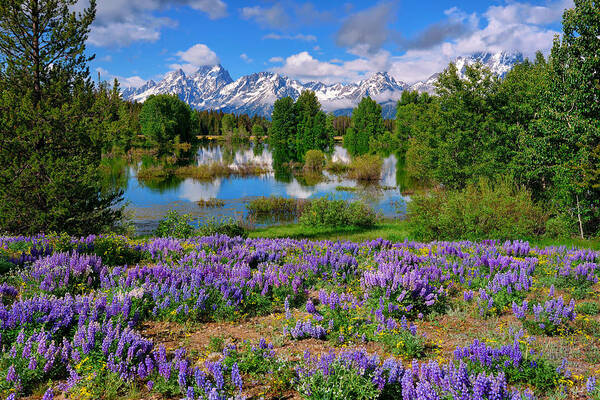 Grand Teton National Park Poster featuring the photograph Teton Spring Lupines by Greg Norrell