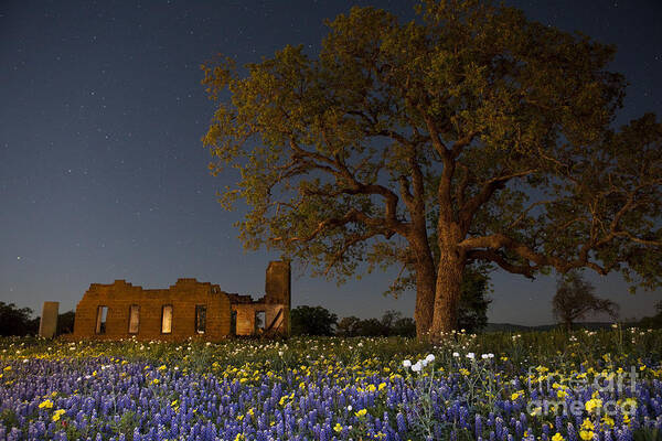 Texas Blue Bonnets Poster featuring the photograph Texas Blue Bonnets at Night by Keith Kapple