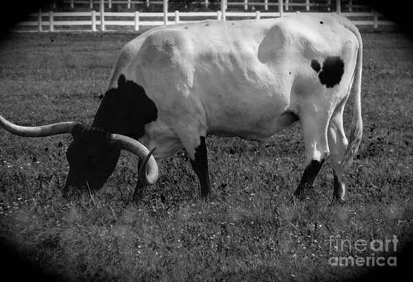 Cattle Poster featuring the photograph Texas Longhorn Iv by Anita Lewis