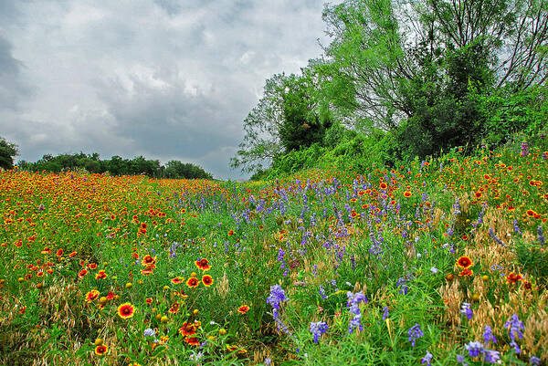 Wildflowers Poster featuring the photograph Texas Roadside Wildflowers by Lynn Bauer