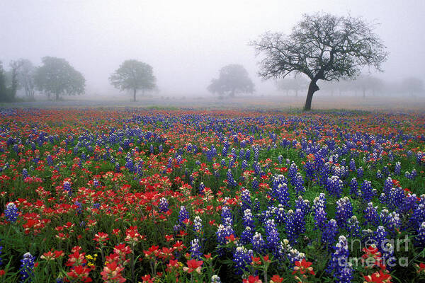 Indian Poster featuring the photograph Texas Spring - FS000559 by Daniel Dempster