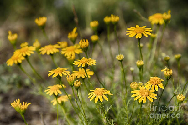 Wildflowers Poster featuring the photograph Texas Wildflowers V3 by Douglas Barnard