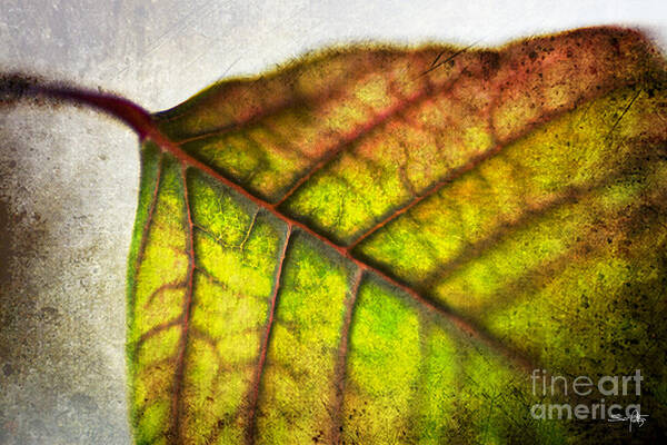 Texture Poster featuring the photograph Textured Leaf Abstract by Scott Pellegrin